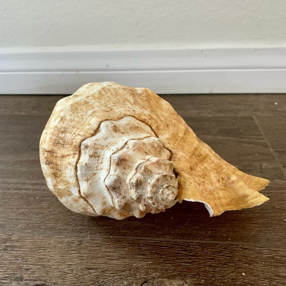 Big Sea Shell - Picture 12 of 12